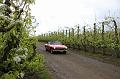 MG Bloesemrit op 24-4-2016 org. Jos&Marie-lou  (55)